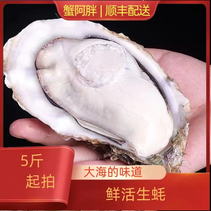 阿胖推荐~鲜活大号生蚝，5斤起拍，来自大海的味道