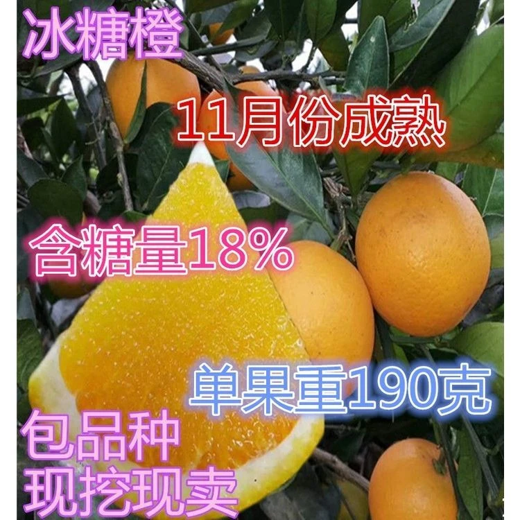 冰糖橙子树苗嫁接赣南脐橙树苗 南北方种植 地栽盆栽苗【买1送4】