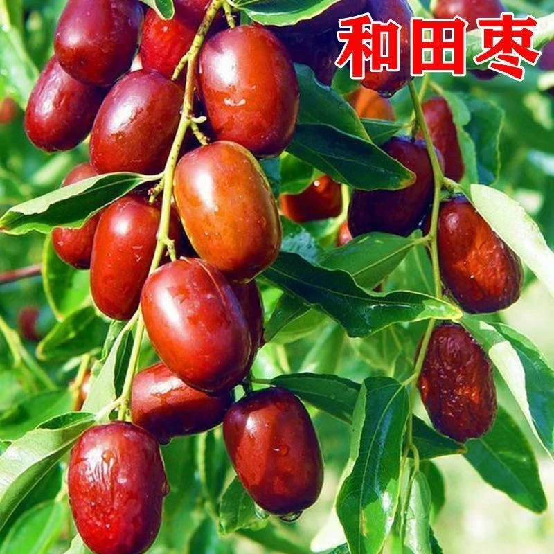 新疆和田大枣子树苗嫁接特大甜枣树苗南北方种植盆栽地栽买一送一