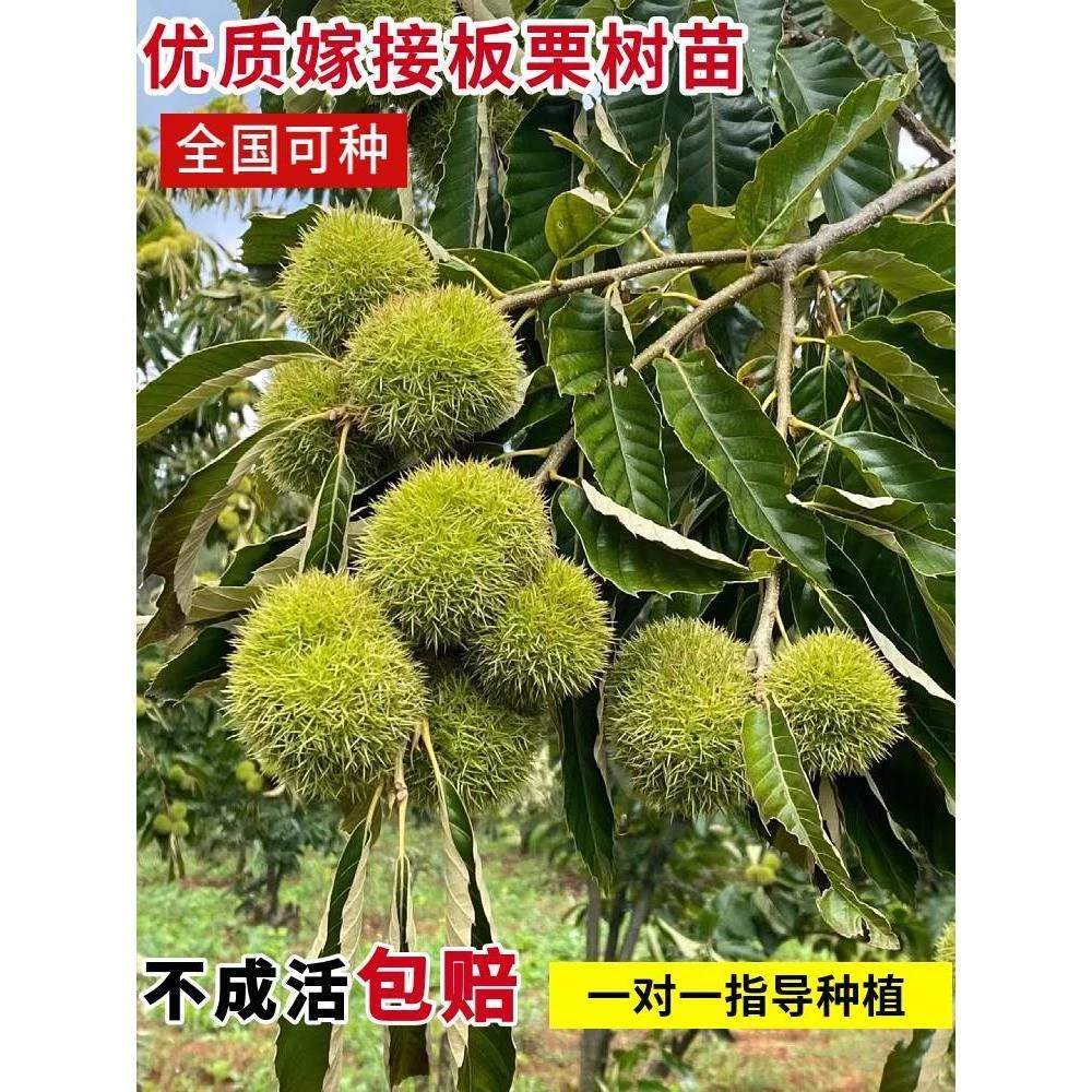 板栗苗树南北方种植特大果树板栗苗嫁接大红袍板栗树果苗当年结果