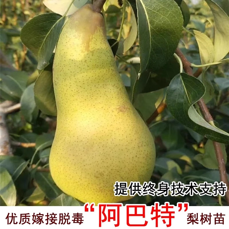 梨树苗嫁接新品种阿巴特梨树南北方种植抗旱耐寒盆栽地栽当年结果