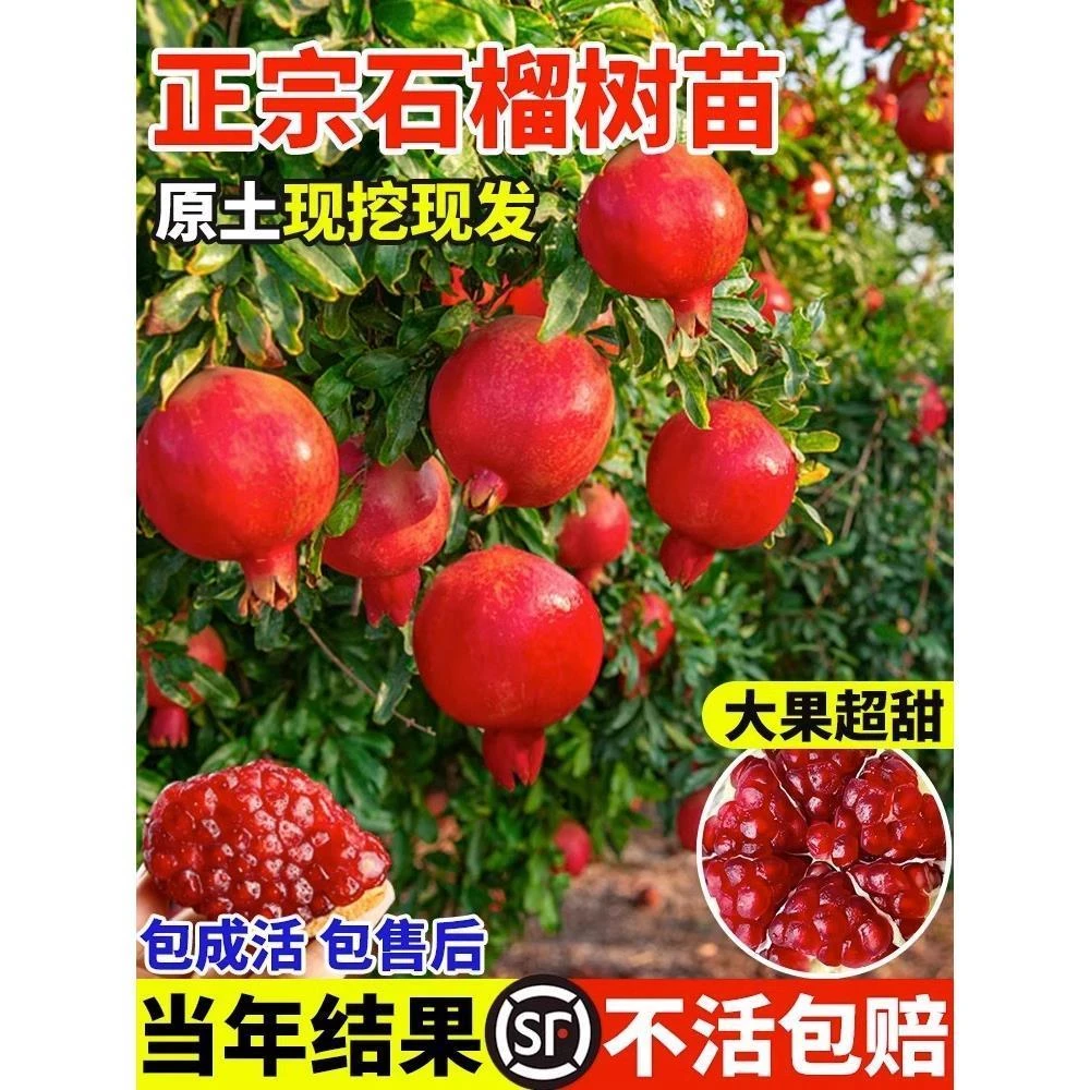 石榴树苗突尼斯软籽石榴树盆栽地栽南北方种植大红袍石榴当年结果