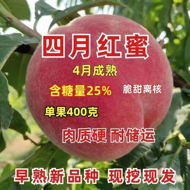 桃树苗嫁接新品种四月红蜜桃树苗耐寒盆栽地栽南北方种植当年结果