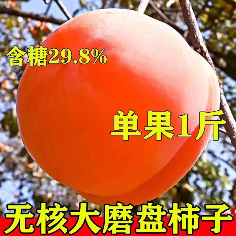 无核磨盘大柿子树苗无核脆甜柿子苗 南北方种植盆栽地栽当年结果