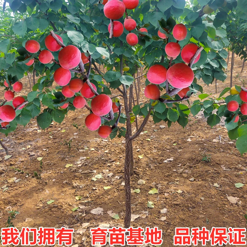 杏树苗嫁接特大帝王杏巨蜜王杏树苗 南北方种植当年结果抗旱耐寒