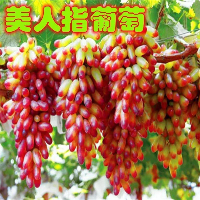 正宗美人指葡萄树苗 提子超甜无籽果树苗南北方庭院种植 买一送一