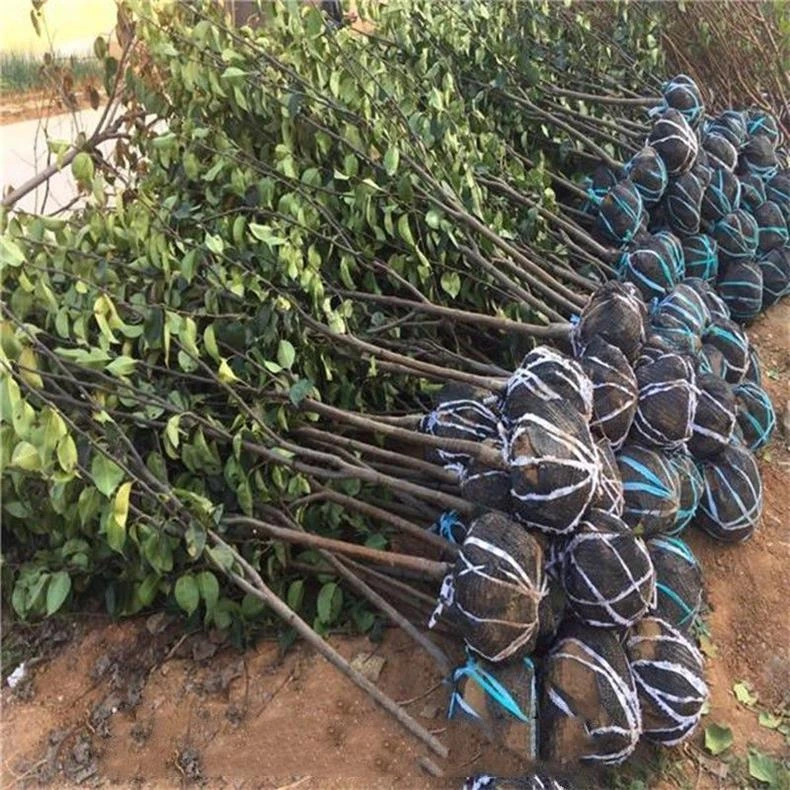 梨树，桃树，柿子，车厘子树苗  所有树苗专拍链接