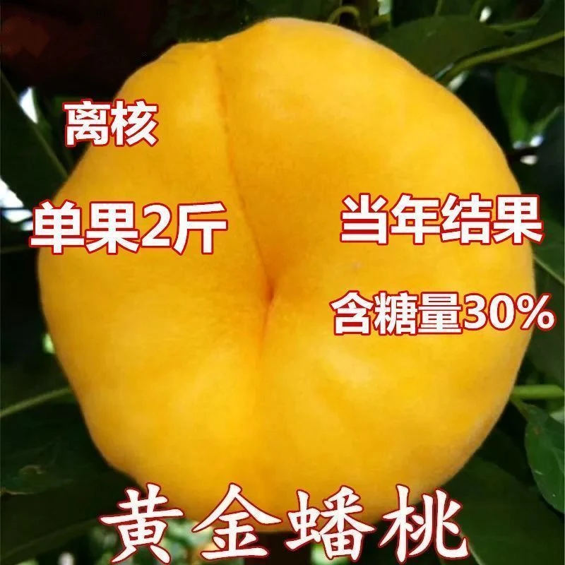 新品种黄金蟠桃树苗嫁接特大蟠桃树苗南北方盆栽地栽当年结果苗