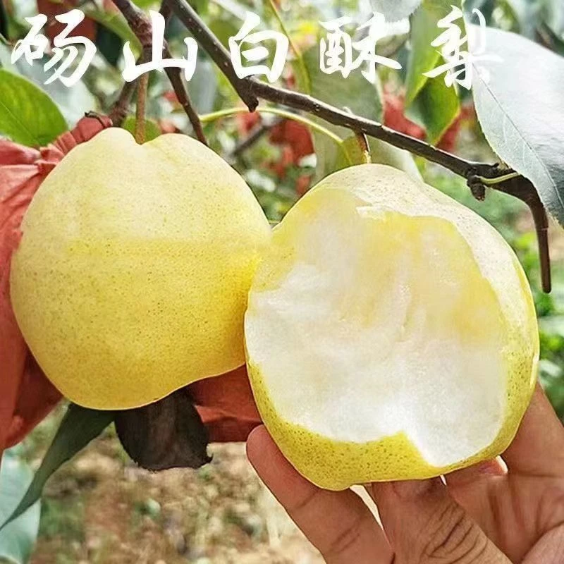 砀山白酥梨树苗嫁接梨树苗南北方种植盆栽地栽当年结果苗买一送一