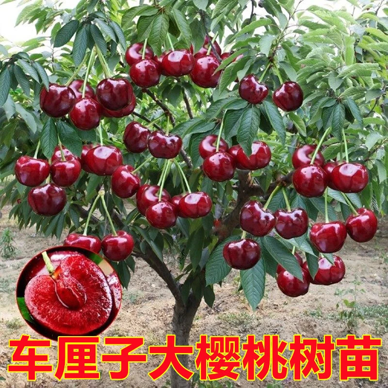 黑珍珠车厘子树苗 嫁接冰糖樱桃树苗 南北方种植盆栽地栽当年结果