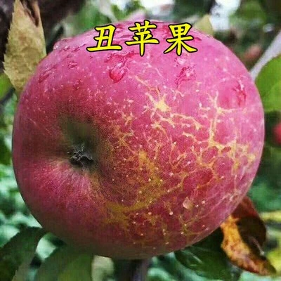 苹果树树苗嫁接脆甜冰糖心苹果丑苹果树苗南北方庭院种植买一送一