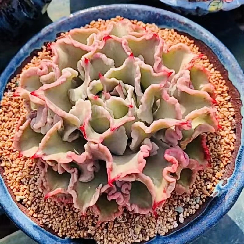 饺子皮萌肉肉盆栽组合绿植花卉多肉植物四季好养稀有品种绿植花卉