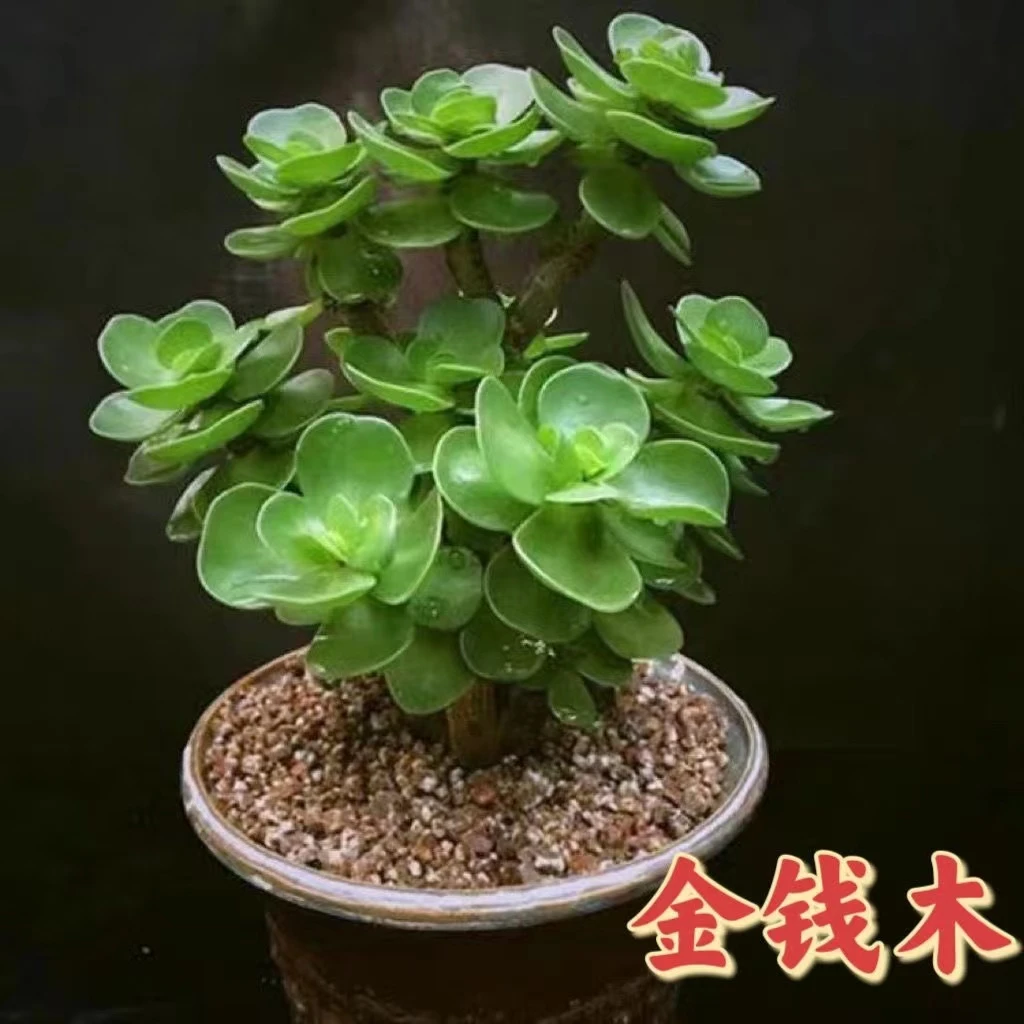 金钱木绿植客厅桌面摆设好养招财花卉肉盆栽多肉植物老桩办公室内