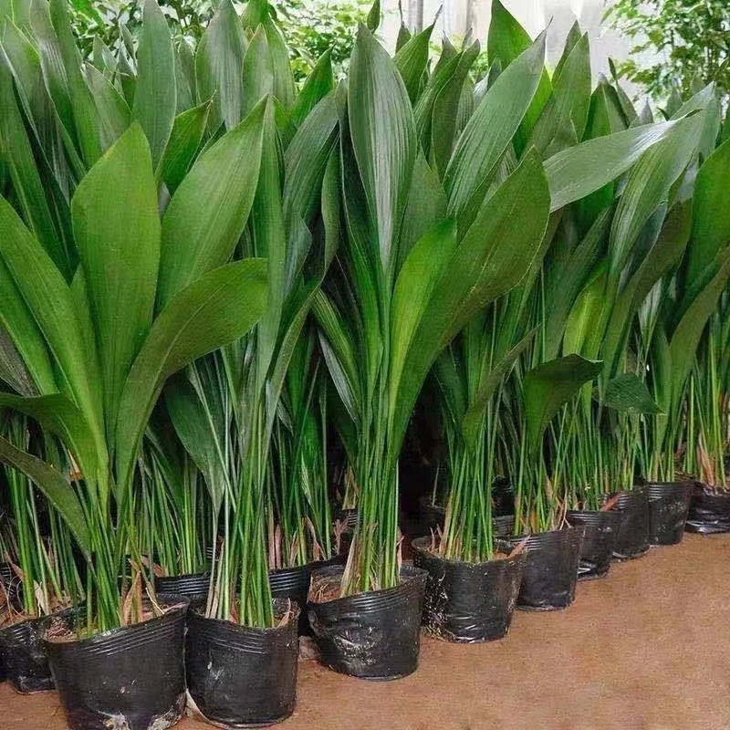 特价耐寒四季长青室内客厅观叶植物绿植盆景一叶兰室内花盆栽绿化
