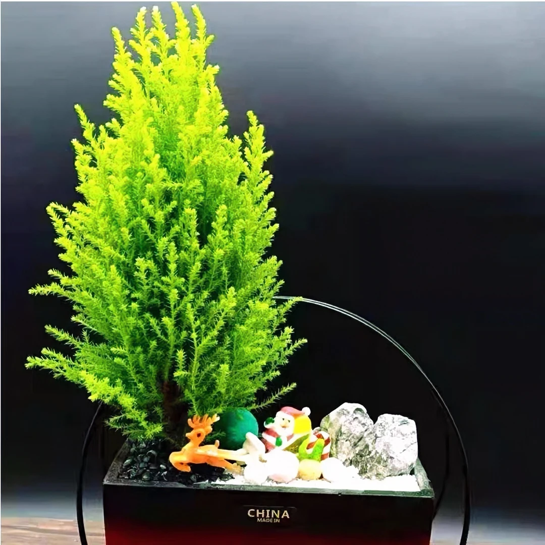 香味小香松盆栽圣诞树四季常青室内绿植客厅桌面盆栽耐寒植物花卉