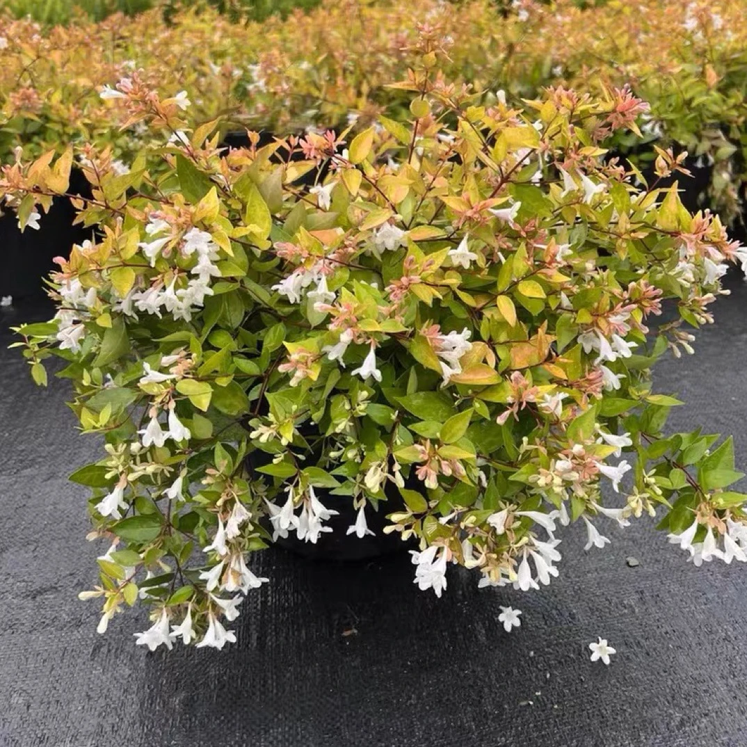 六道木盆栽大花常绿灌木盆栽室外阳台耐寒多年生耐寒花卉花境植物