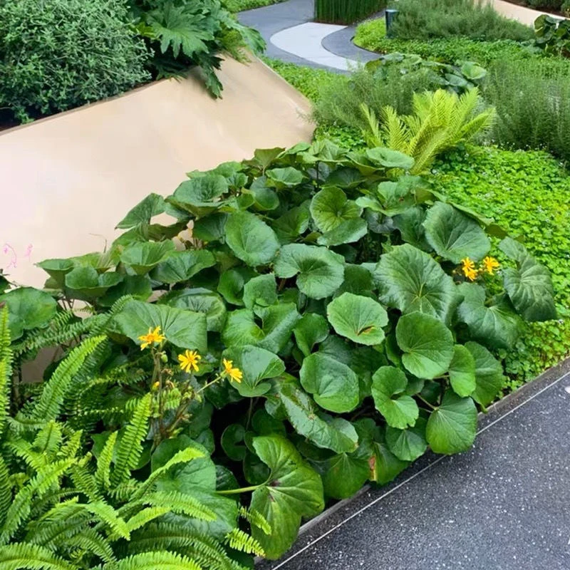 大叶吴风草盆栽四季常绿耐阴好养耐热耐寒庭院观叶多年生花镜植物