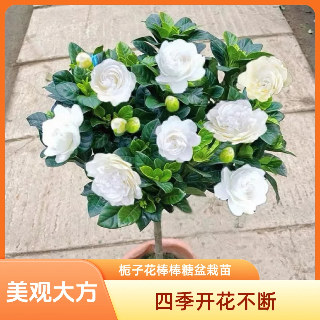 【大叶牡丹栀子花专拍】四季常绿好养好护开花巨香