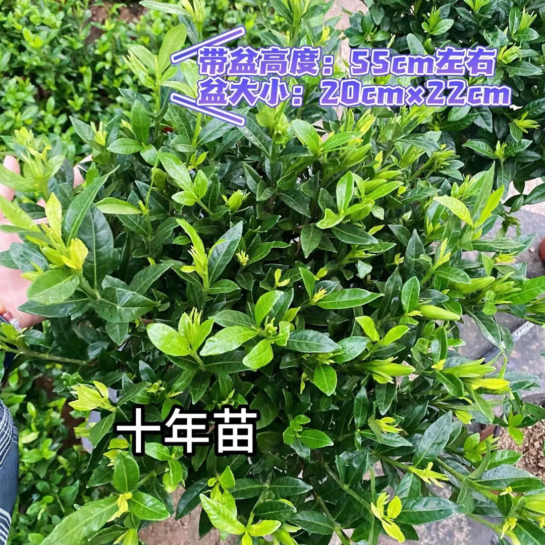 【栀子花十年大冠幅】小叶栀子花一物一拍链接满盆开花阳台浓香