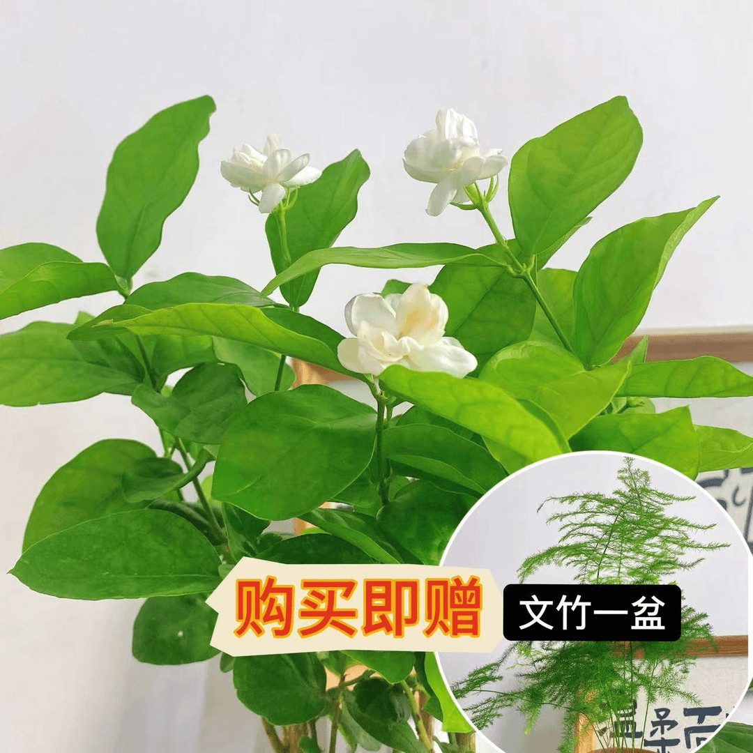 【即买即送茉莉+文竹】带苞发货室内庭院阳台开花清香好养