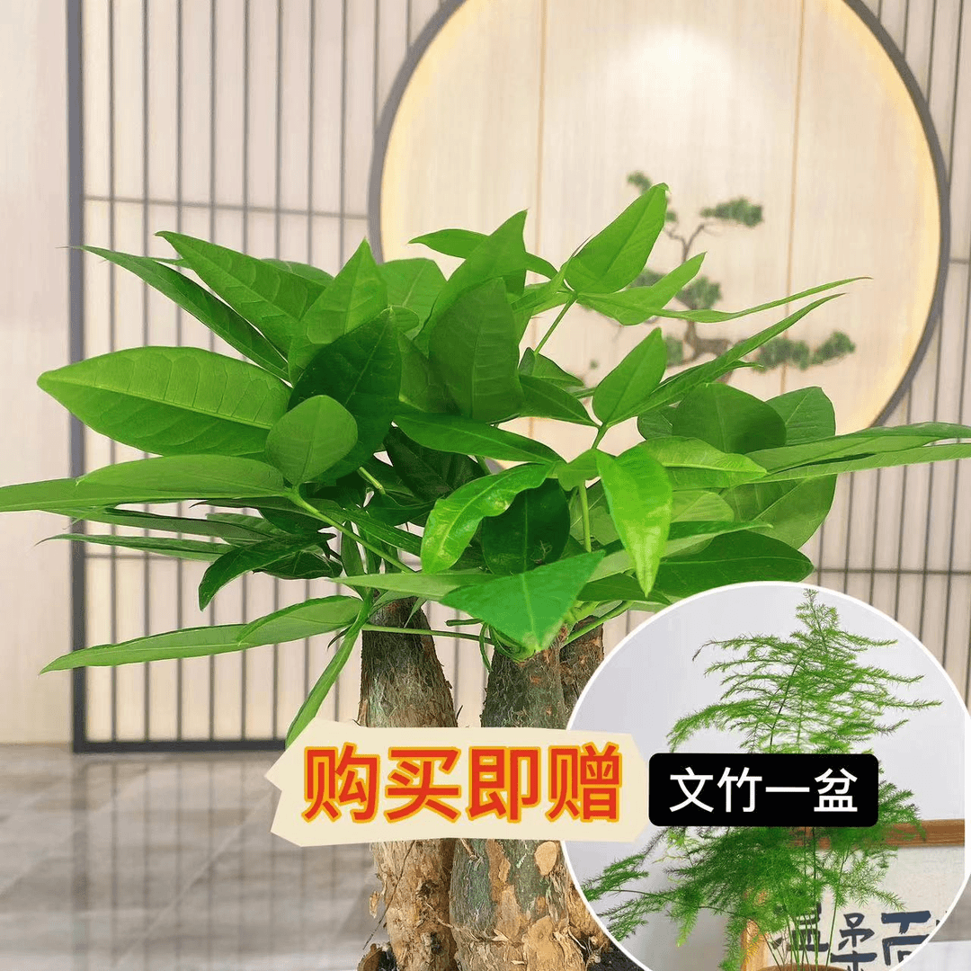 【即买即送发财树+文竹】好养易活办公室桌面绿植四季长青