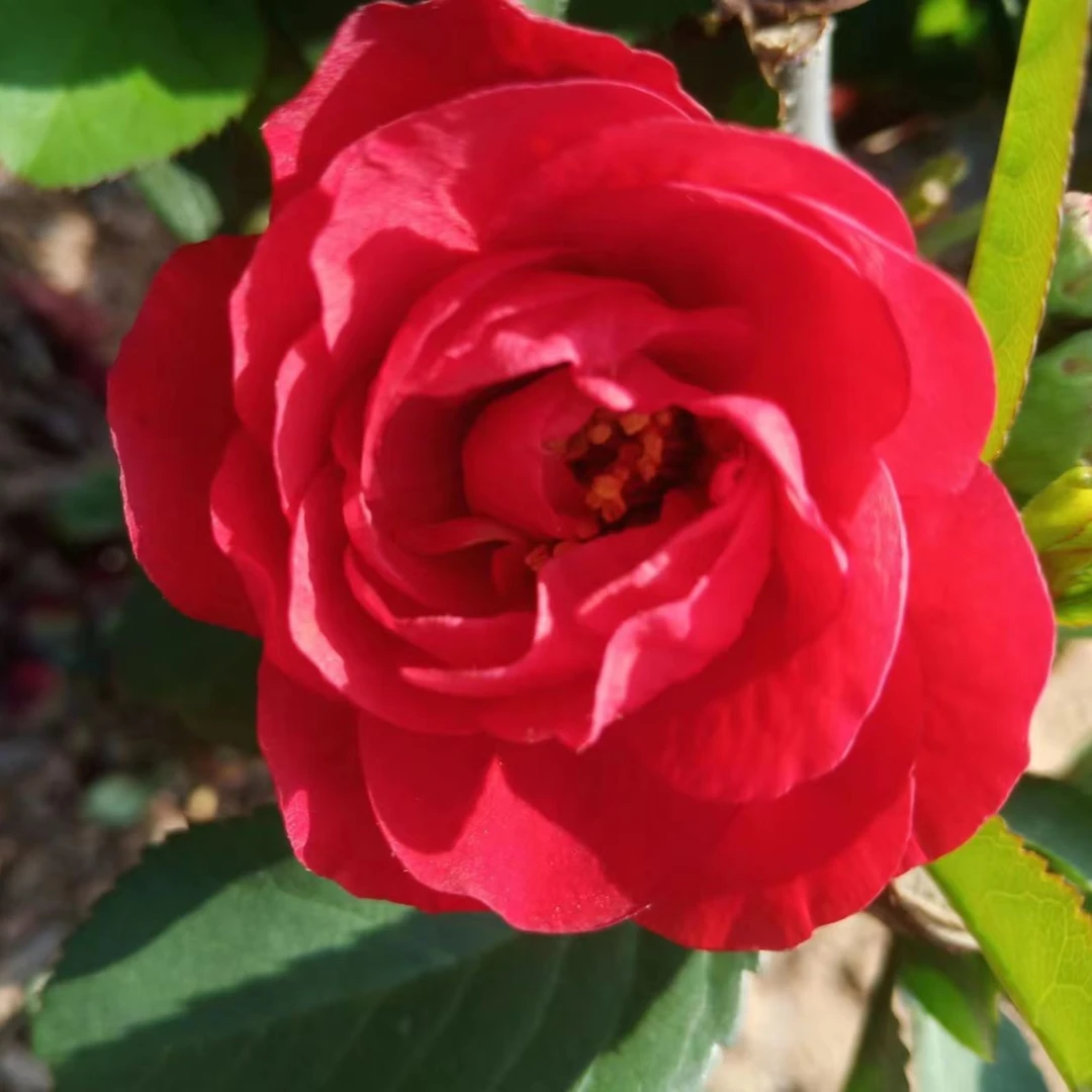 直播间一物一拍各种海棠花盆景盆栽南北方均可种植