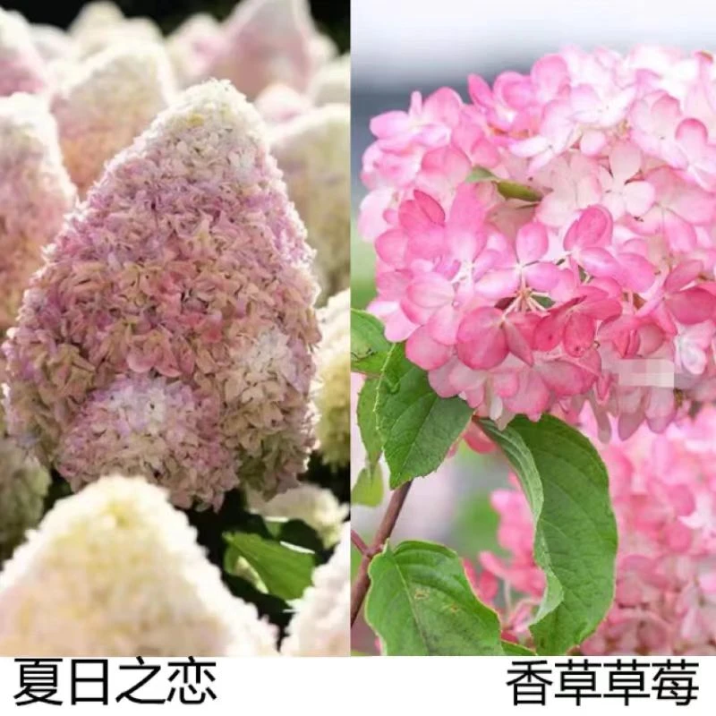 一物一拍 圆锥绣球2加仑草莓冰沙石灰灯棒棒糖