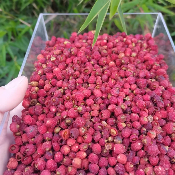 [红~豆~杉~果]云南初级农产品 可搭配 枸杞