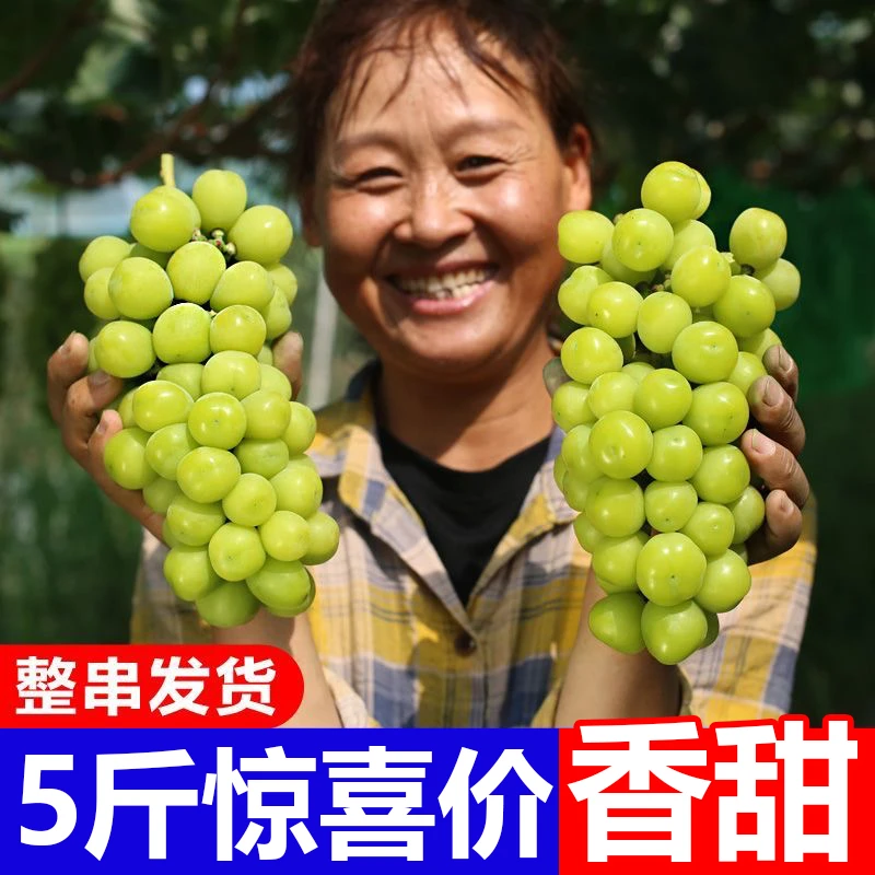 【现摘5斤】新鲜阳光玫瑰葡萄现摘水果当季晴王相印提子5斤包邮-1