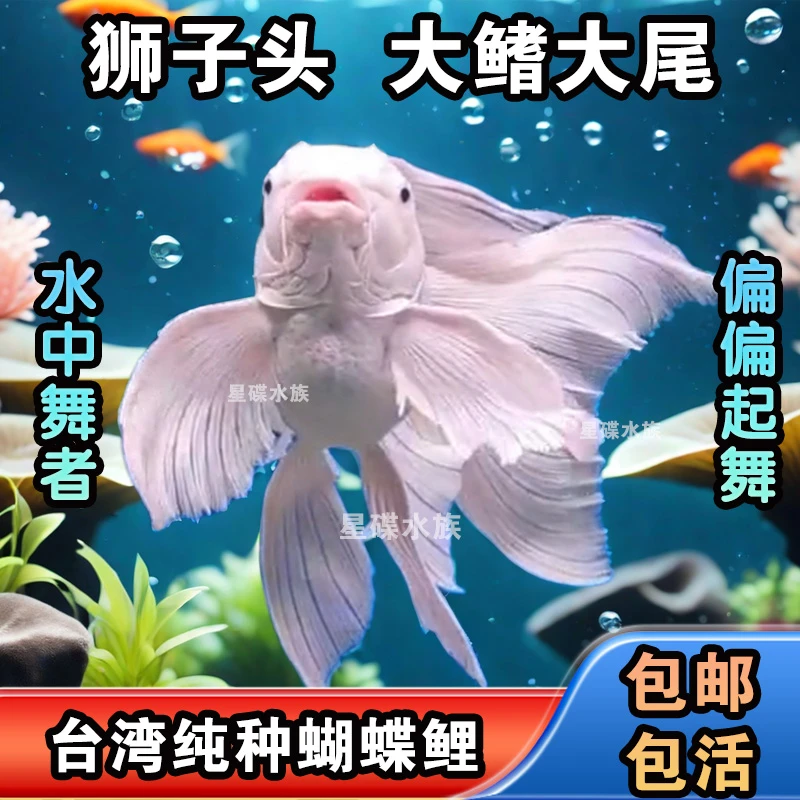 台湾蝴蝶鲤观赏鱼大鳍大尾贵妃球体球形淡水冷水鱼苗耐活好养包邮