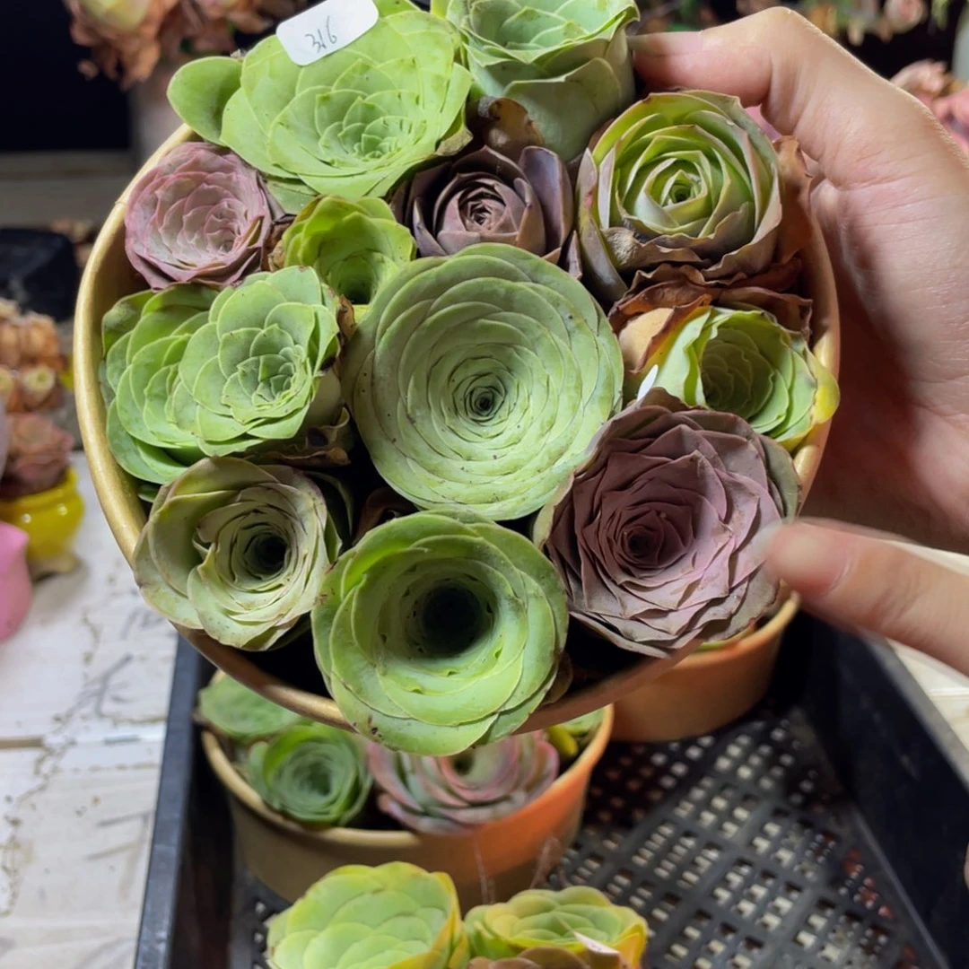 盒子316多肉植物