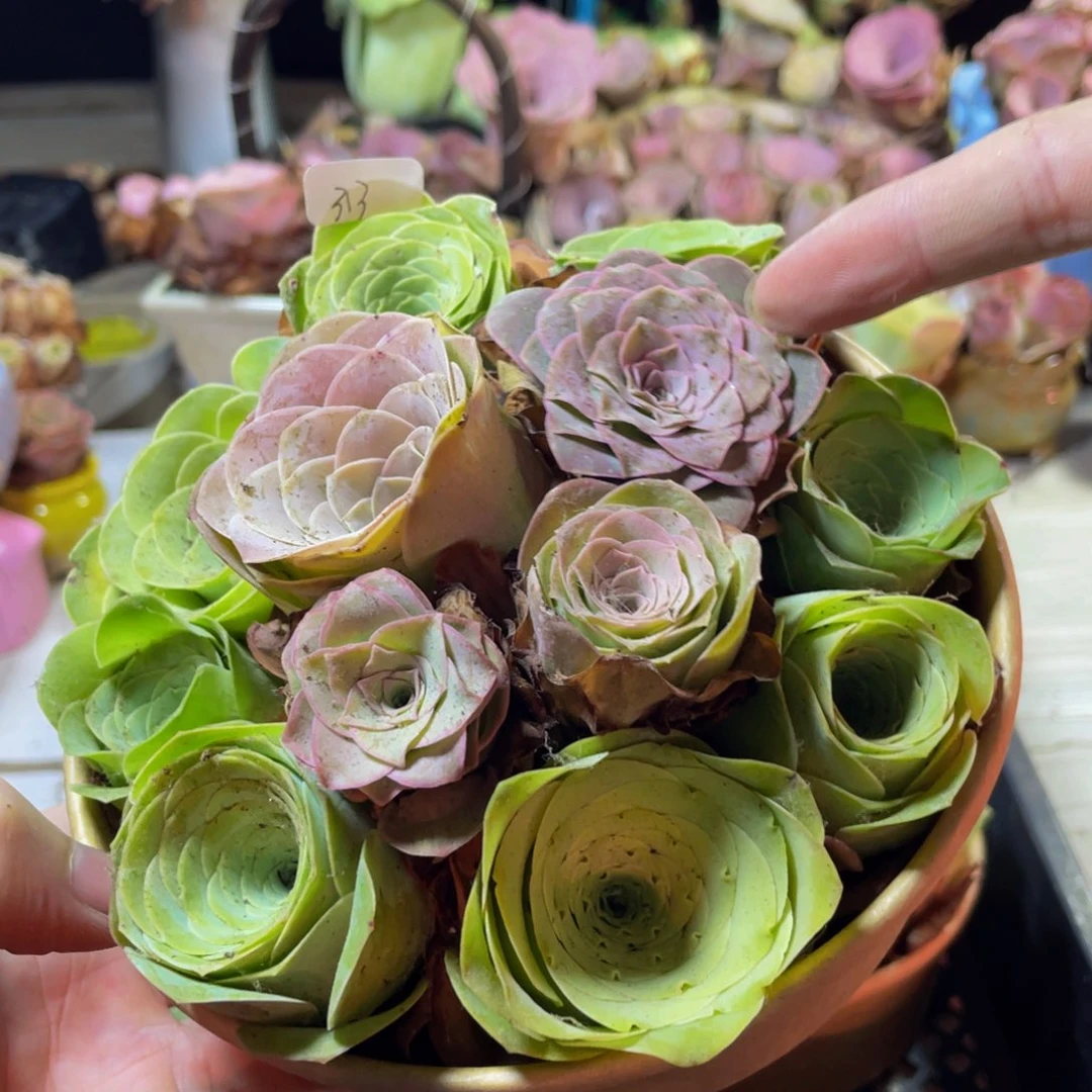 盒子313多肉植物