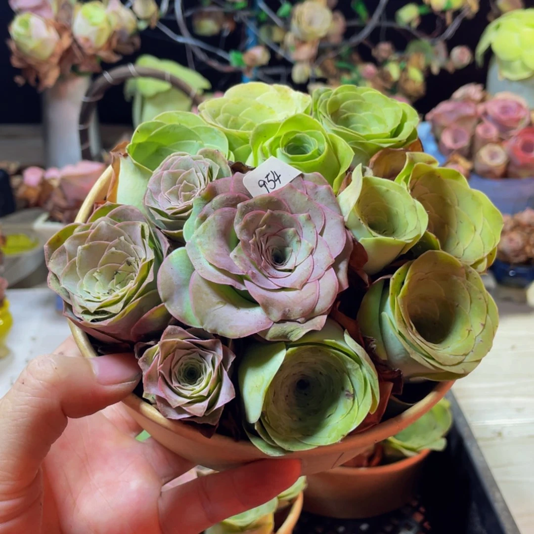 盒子954多肉植物