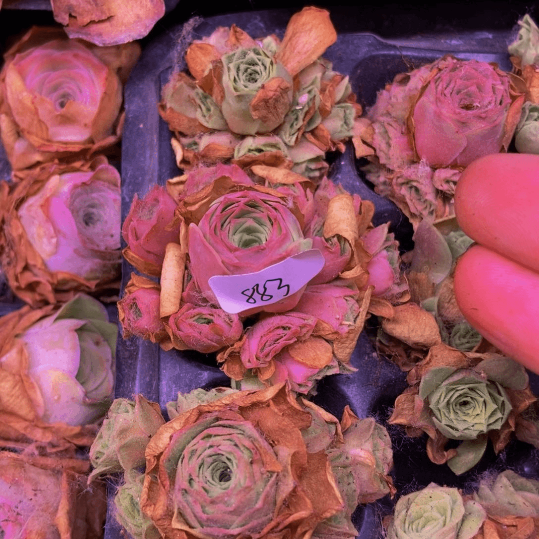 蝉娟883多肉植物