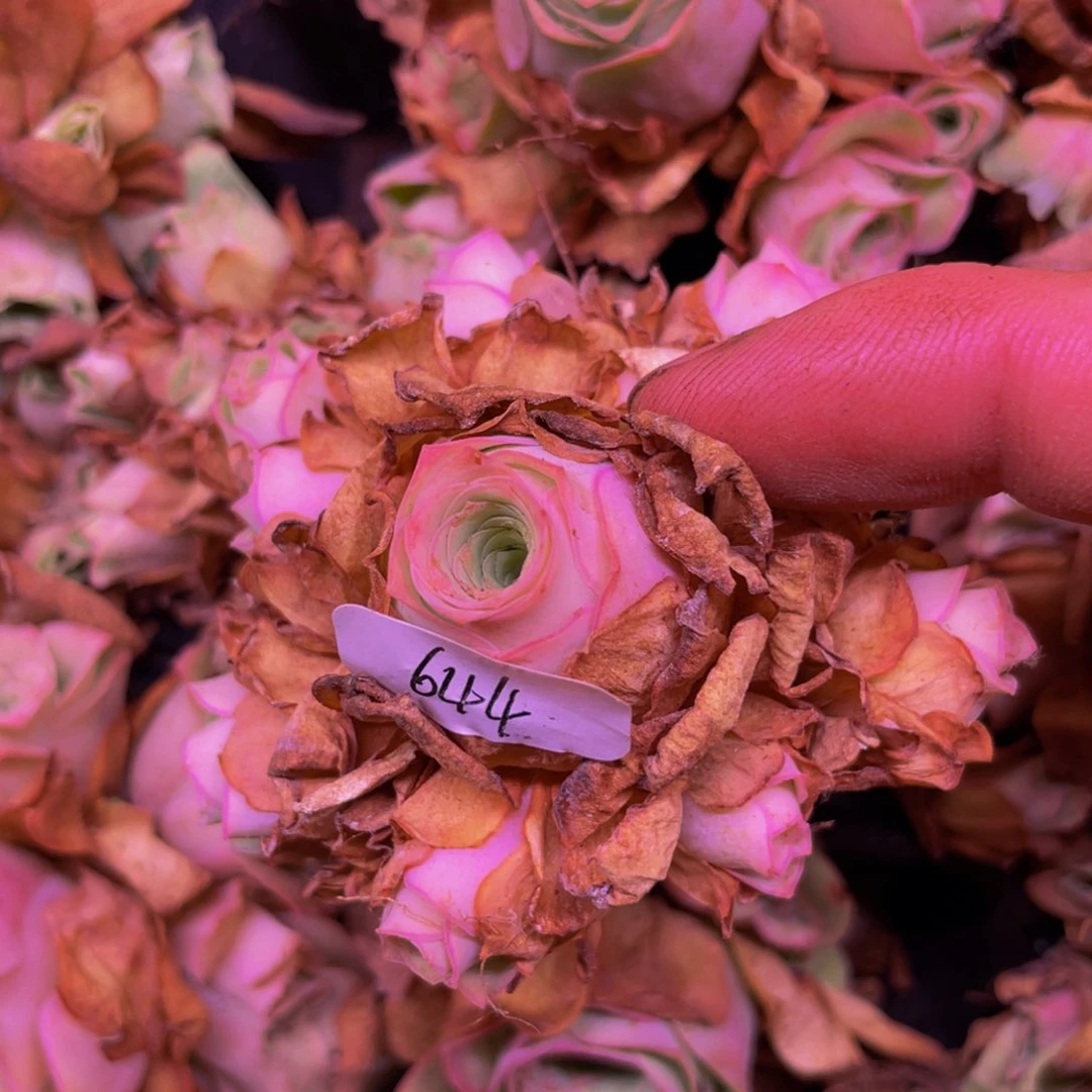蒋小玉644多肉植物花卉