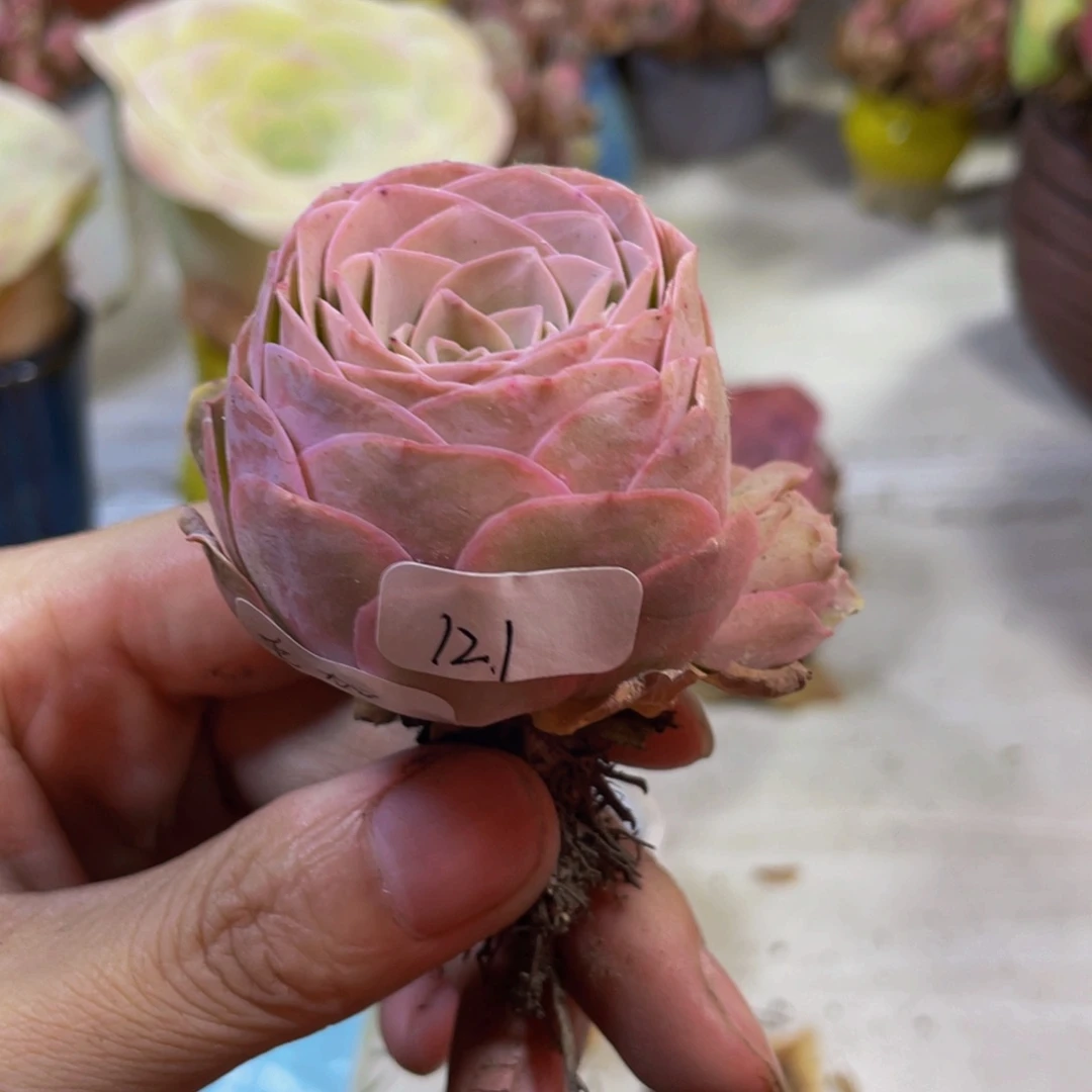 毛加121多肉植物花卉