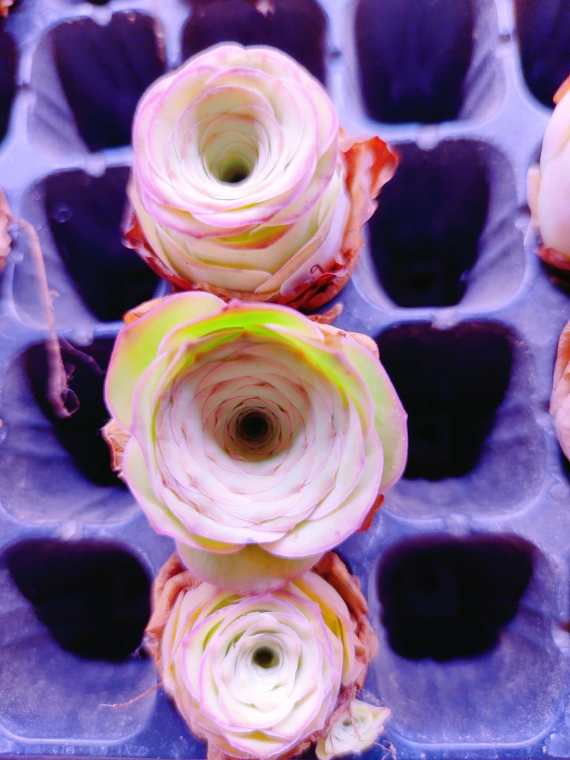 山地玫瑰玉球3颗组合9号