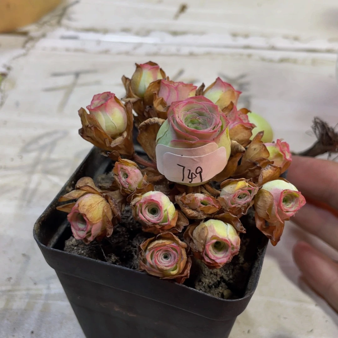 蒋小玉749多肉植物