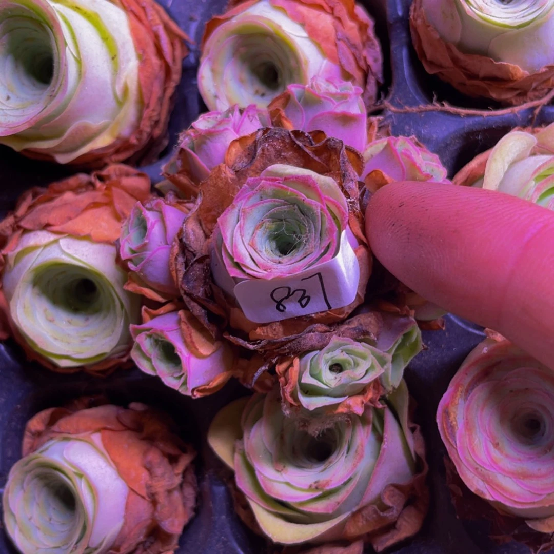 樱水晶837多肉植物