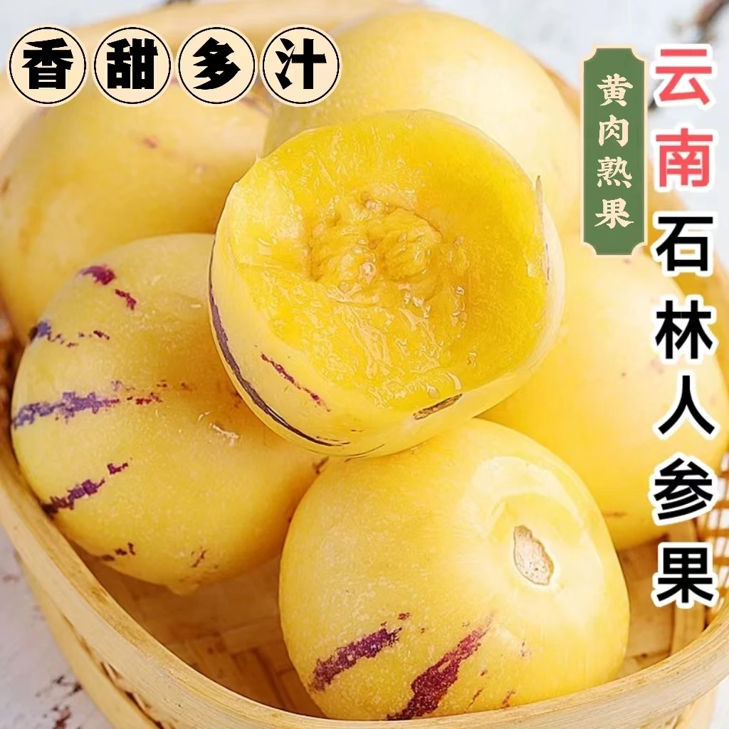 H1【坏果包赔】云南人参果树熟人参果黄肉圆果30-60g带箱5斤40-60个