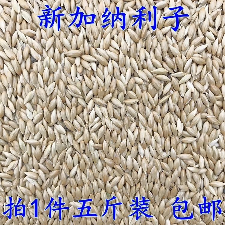 进口加纳利子鹦鹉鸟食油尖粟白尖粟草庐籽虎皮牡丹鸟粮鸽粮食包邮