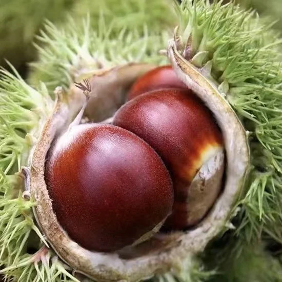 云南高原大山板栗老树新鲜采摘自然成熟板栗3/5斤装发货