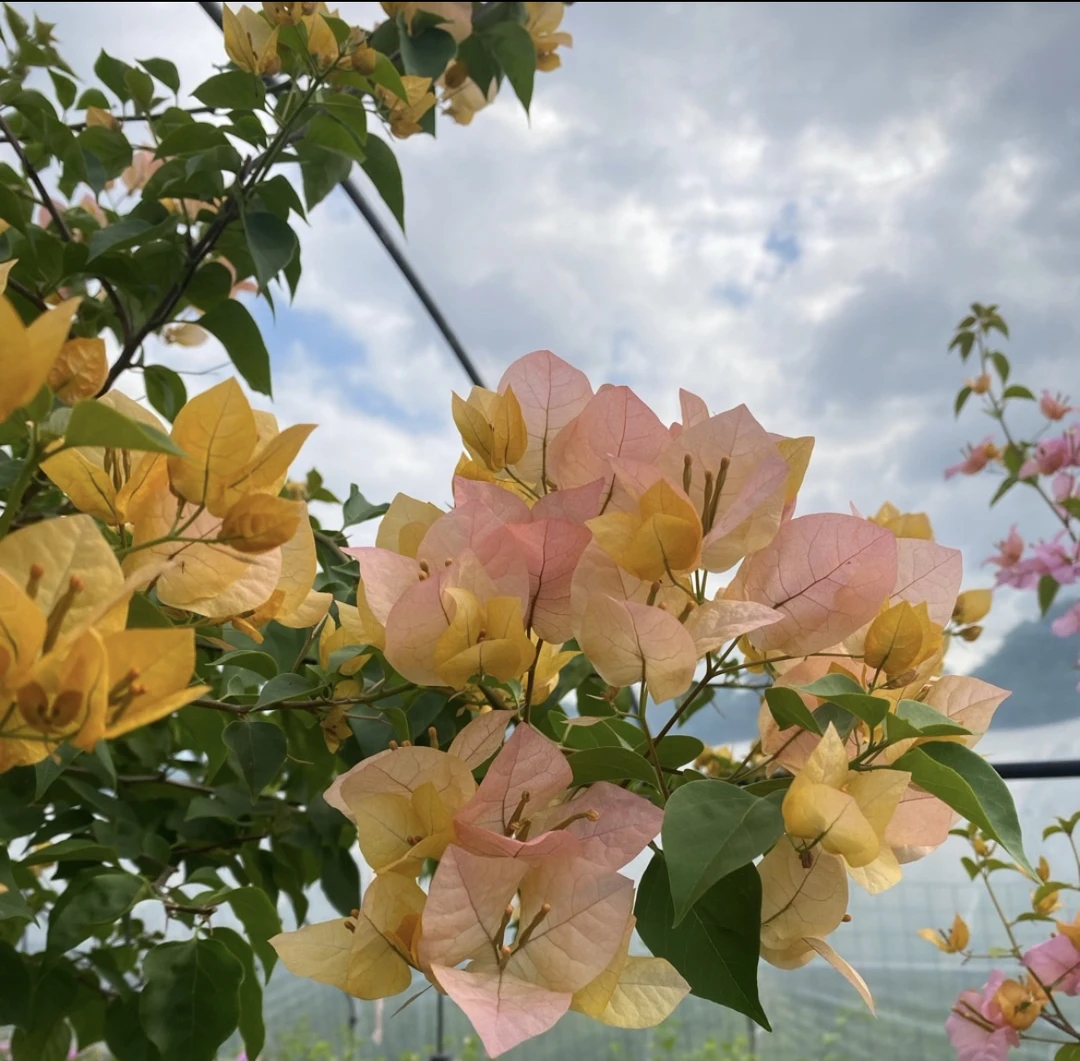 「一物一拍」三角梅