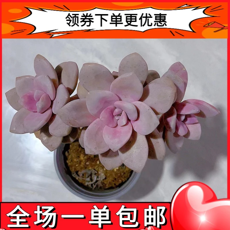 【老桩桃霜 满9.9包邮】星花怒放阳台露台办公室绿植栽种养护叶片