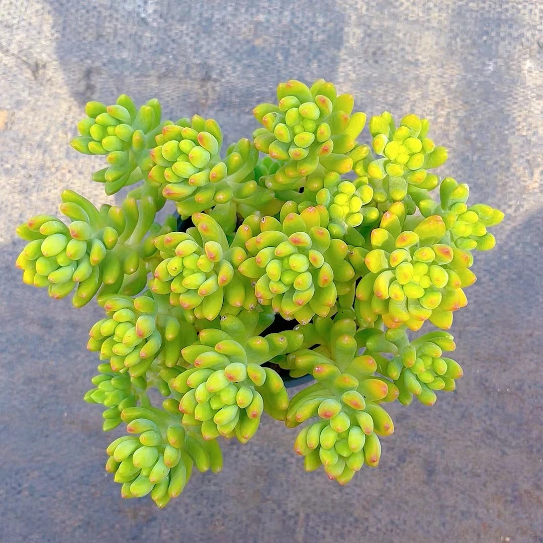 【香香春萌整桩 满9.9包邮】星花怒放阳台露台办公室绿植植物栽种养