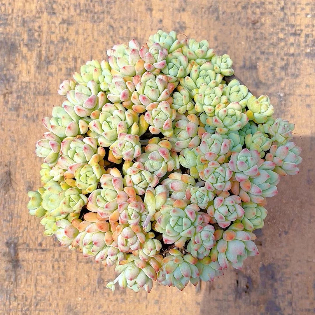 【焦糖精灵 满9.9包邮】星花怒放阳台露台办公室绿植植物栽种养护