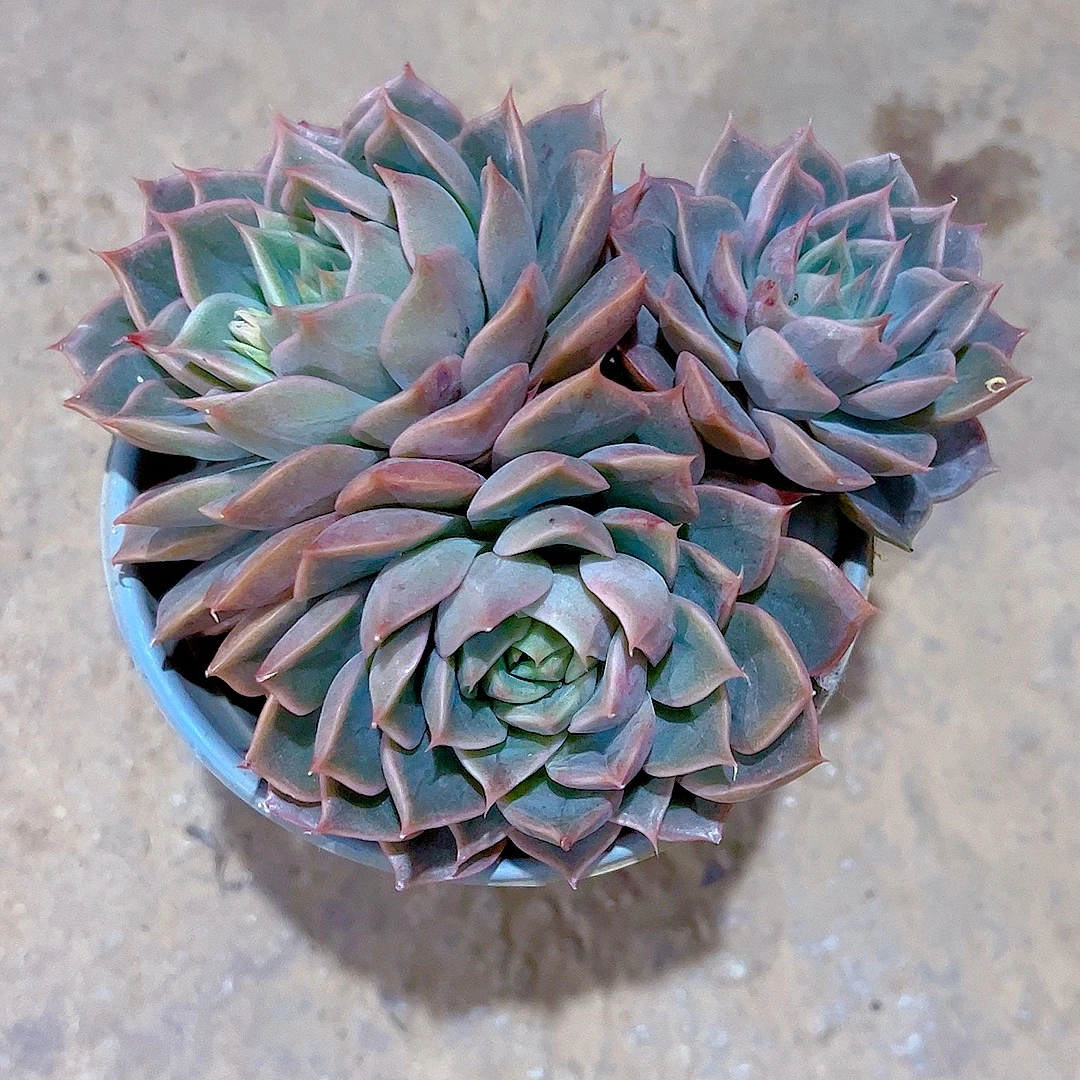 【老桩玫瑰夫人 满9.9包邮】星花怒放阳台露台办公室绿植植物