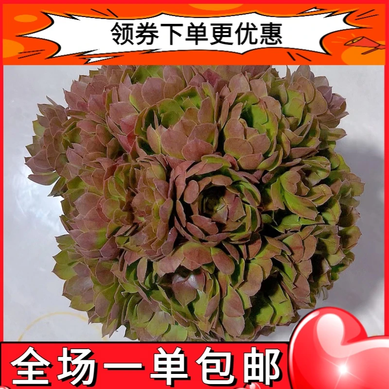 【万圣节法师 满9.9包邮】星花怒放阳台露台办公室绿植栽种养护叶片