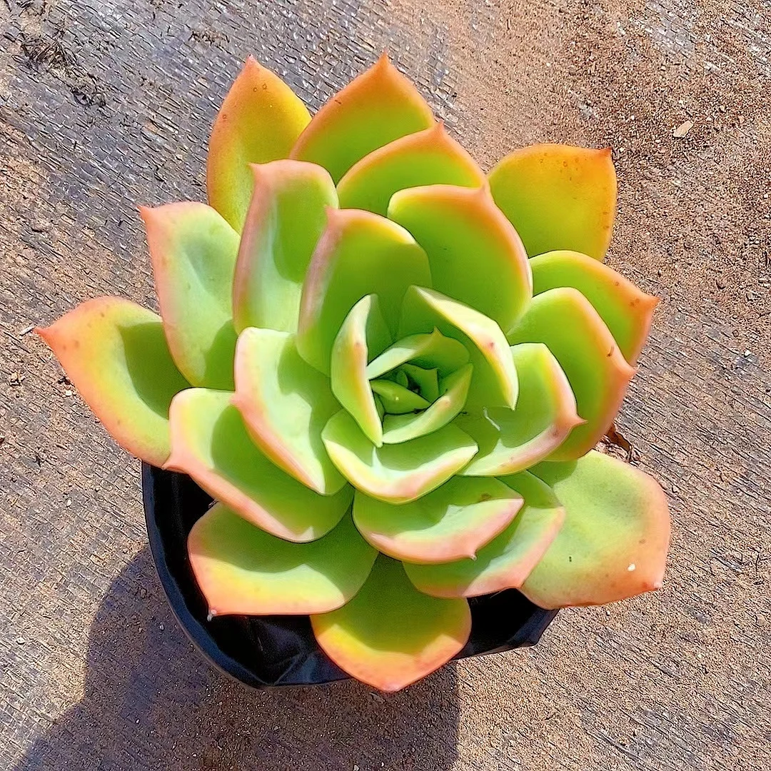 【香水乔伊 满9.9包邮】星花怒放 阳台露台办公室绿植植物空气上盆