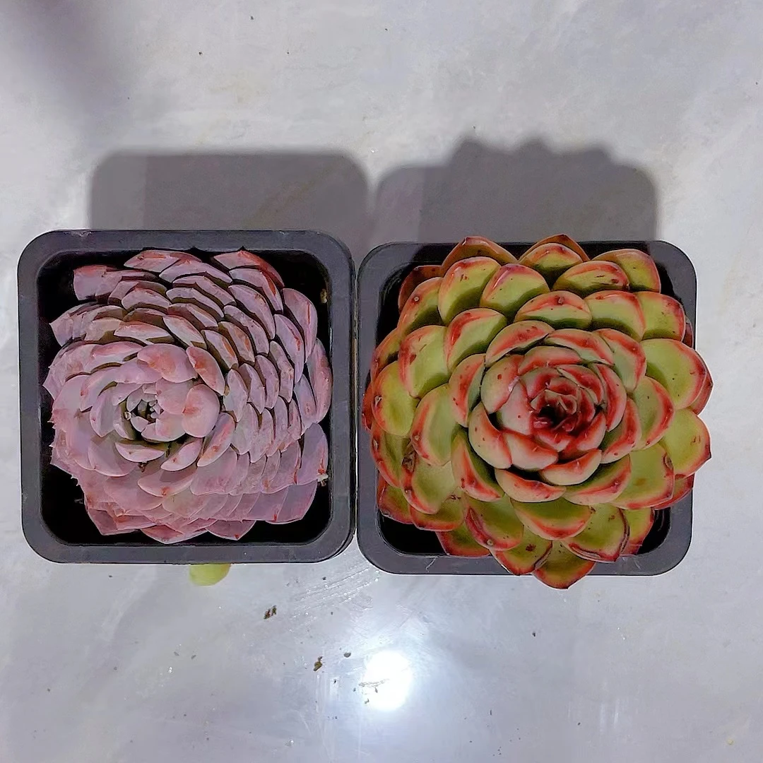 【万宝龙 满9.9包邮】星花怒放云南多肉植物 以直播间为准栽